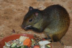 Zoologická a botanická zahrada města Plzně