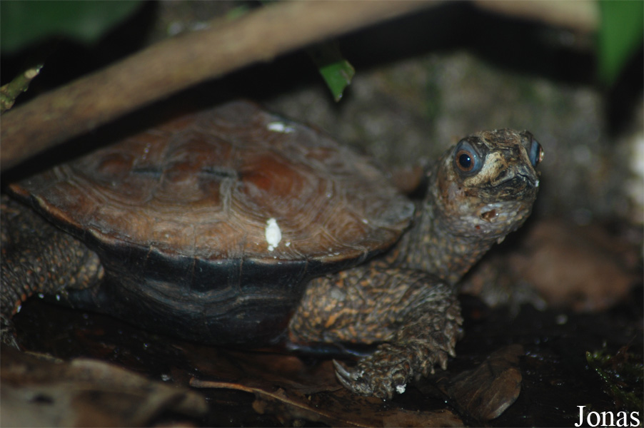 Zoologická a botanická zahrada města Plzně