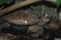 Zoologická a botanická zahrada města Plzně