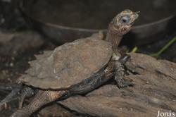 Geoemyda spengleri