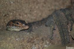 Varanus auffenbergi