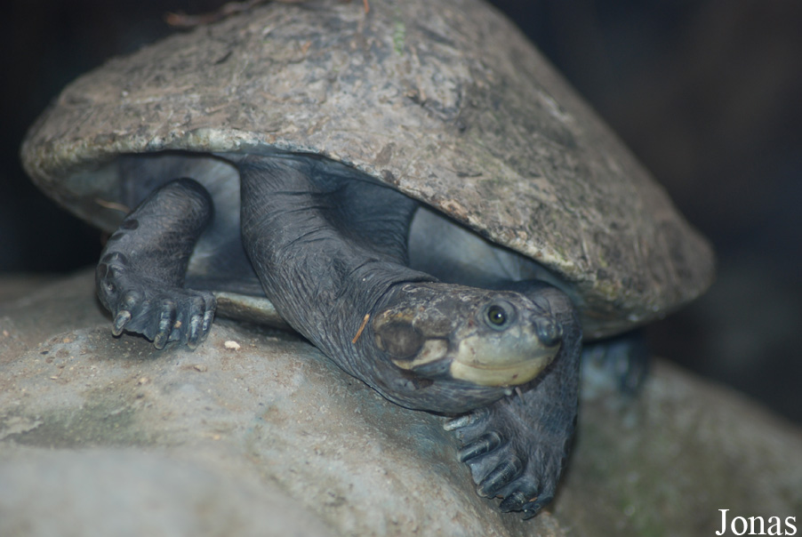 Zoologická a botanická zahrada města Plzně