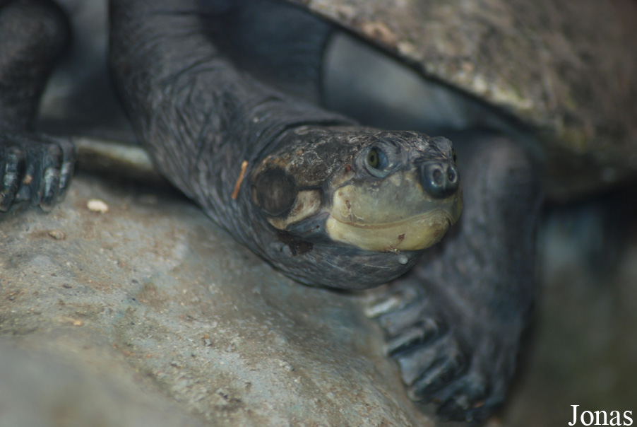 Zoologická a botanická zahrada města Plzně