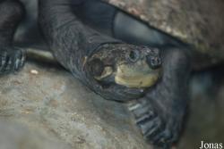 Zoologická a botanická zahrada města Plzně