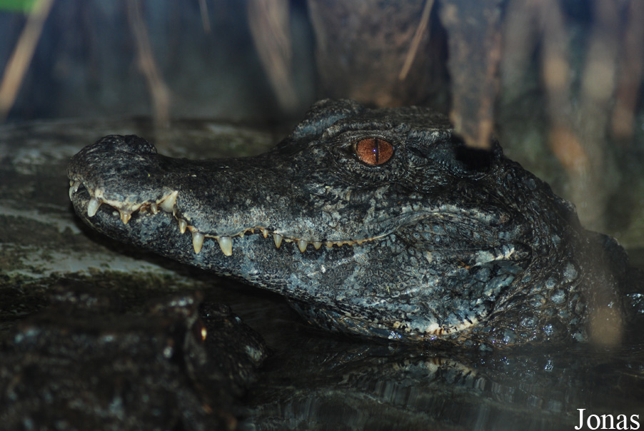 Zoologická a botanická zahrada města Plzně