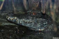 Zoologická a botanická zahrada města Plzně