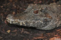 Paleosuchus trigonatus