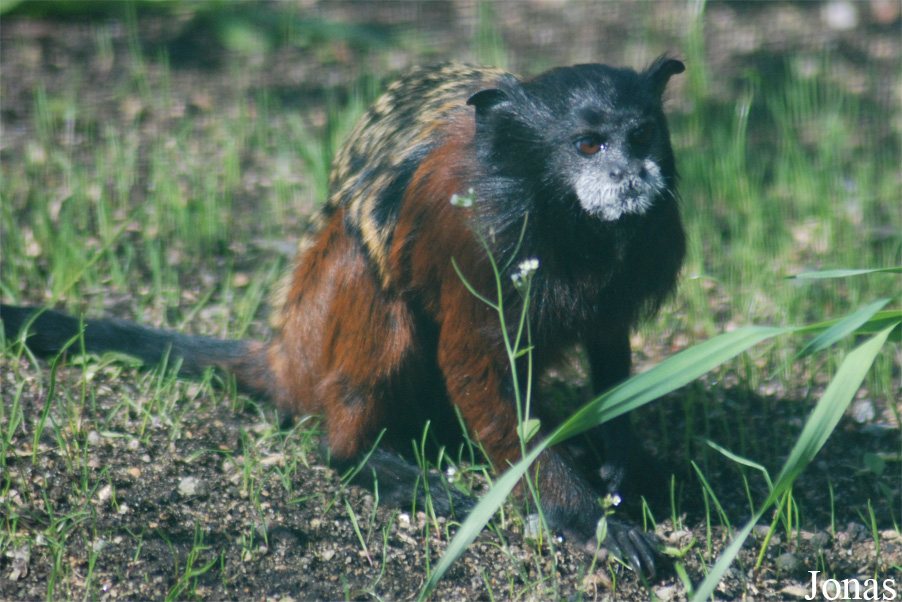 Zoologická a botanická zahrada města Plzně