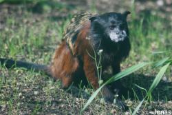 Zoologická a botanická zahrada města Plzně