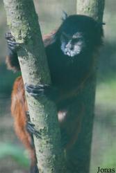 Zoologická a botanická zahrada města Plzně