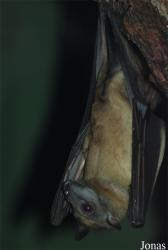 Zoologická a botanická zahrada města Plzně