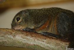Heliosciurus rufobrachium