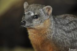 Mungotictis decemlineata