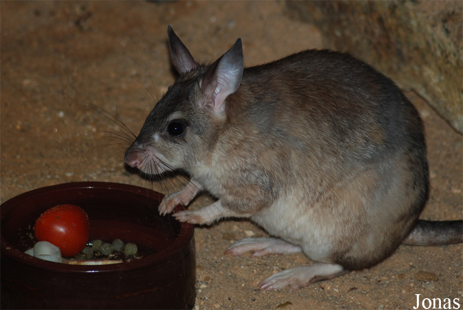 Zoologická a botanická zahrada města Plzně