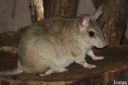 Nesomyinae