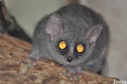 Microcebus murinus