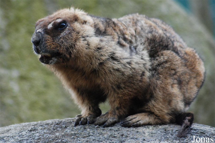 Zoologická a botanická zahrada města Plzně