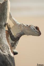 Oplurus cuvieri cuvieri