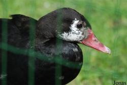 Zoologická a botanická zahrada města Plzně