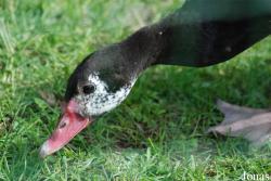 Zoologická a botanická zahrada města Plzně