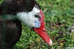 Zoologická a botanická zahrada města Plzně