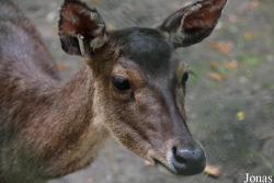 Rusa timorensis