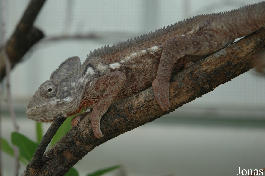 Zoologická a botanická zahrada města Plzně