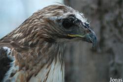 Buteo jamaicensis borealis