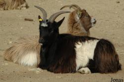 GaiaPark Kerkrade Zoo