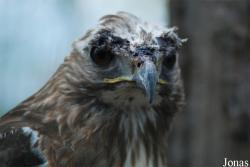 Zoologická a botanická zahrada města Plzně