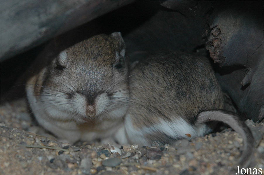 Zoologická a botanická zahrada města Plzně