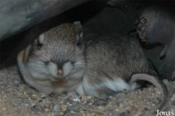 Zoologická a botanická zahrada města Plzně