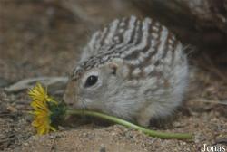 Zoologická a botanická zahrada města Plzně