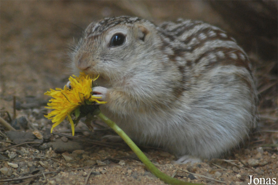 Zoologická a botanická zahrada města Plzně
