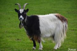 Capra aegagrus hircus