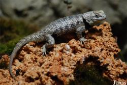 Zoologická a botanická zahrada města Plzně