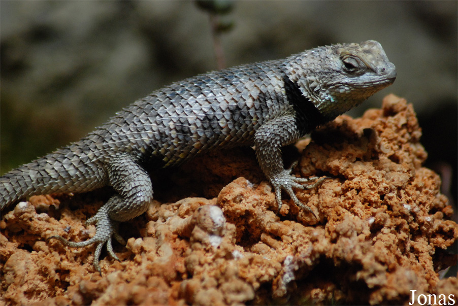 Zoologická a botanická zahrada města Plzně