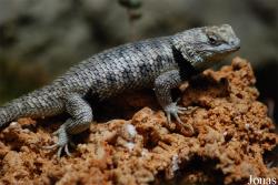 Zoologická a botanická zahrada města Plzně