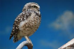 Zoologická a botanická zahrada města Plzně