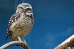 Zoologická a botanická zahrada města Plzně