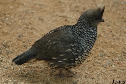 Callipepla squamata