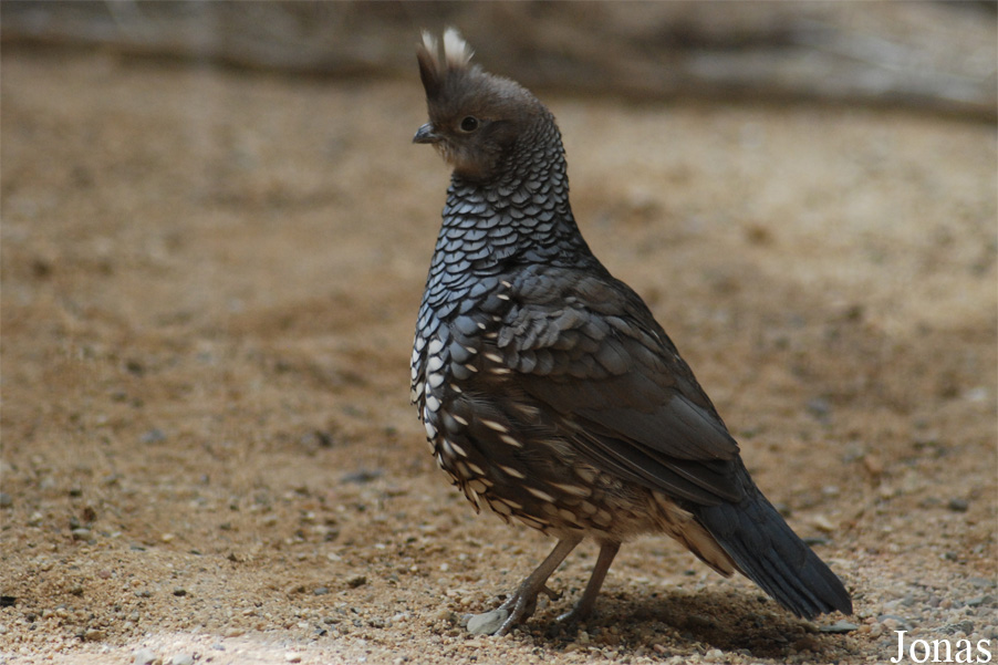 Zoologická a botanická zahrada města Plzně