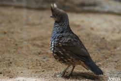 Zoologická a botanická zahrada města Plzně
