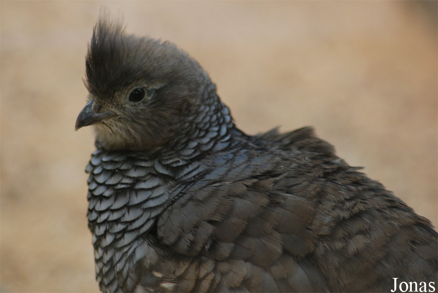 Zoologická a botanická zahrada města Plzně
