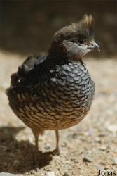 Zoologická a botanická zahrada města Plzně