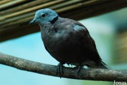 Streptopelia tranquebarica