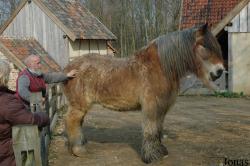 Cheval Trait belge