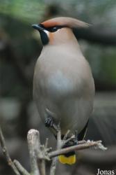 Bombycilla garrulus centralasiae