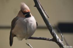 Bombycillidae