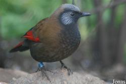 Trochalopteron formosum